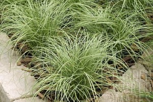 Carex comans´Amazon Mist´ 3